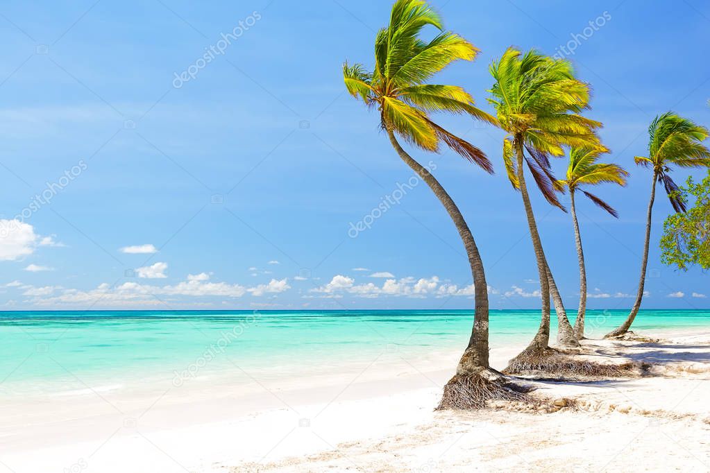 Coconut Palm trees on white sandy beach in Cap Cana, Dominican R