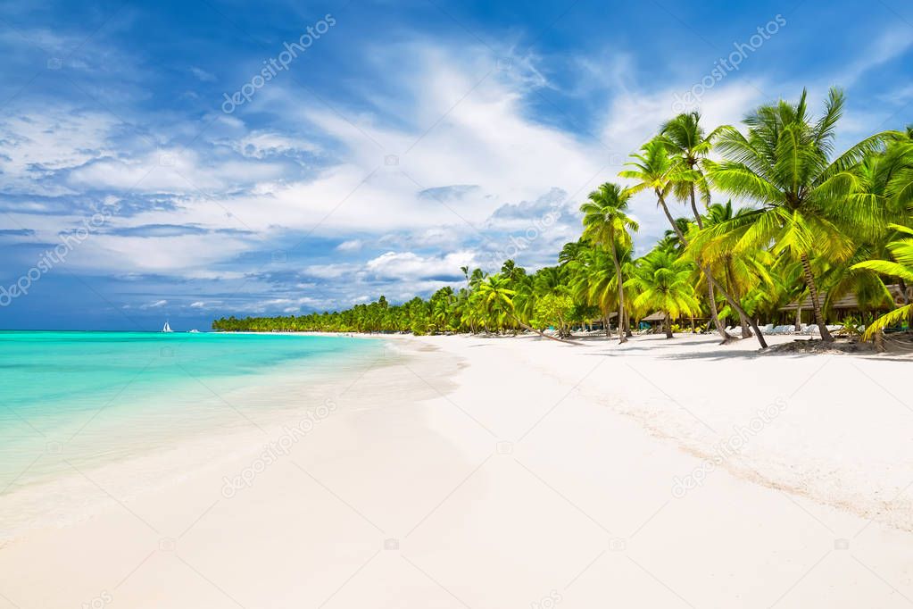 Coconut Palm trees on white sandy beach 