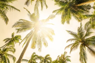 Hindistan cevizi hurma ağaçları perspektif görünüm