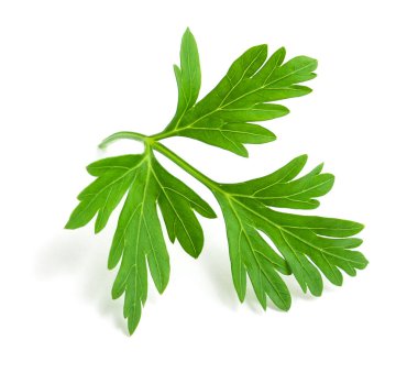 taze yeşil maydanoz 