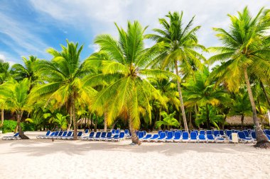 Hindistan cevizi palmiye ağaçlarının beyaz kumlu plaj