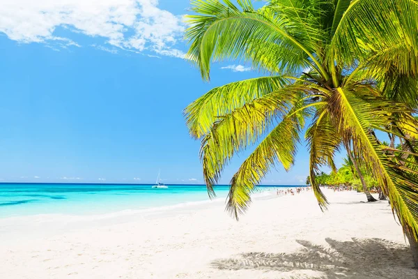 Palmy kokosowe na piaszczystej plaży w mieście Punta Cana, Dominikana — Zdjęcie stockowe