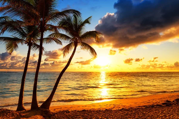 Coconut palm trees against colorful sunset — Stock Photo, Image