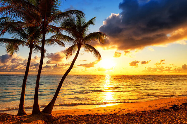 Coconut palm trees against colorful sunset 