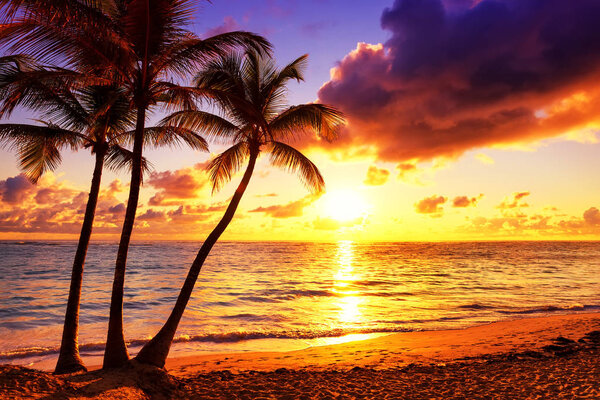 Coconut palm trees against colorful sunset 