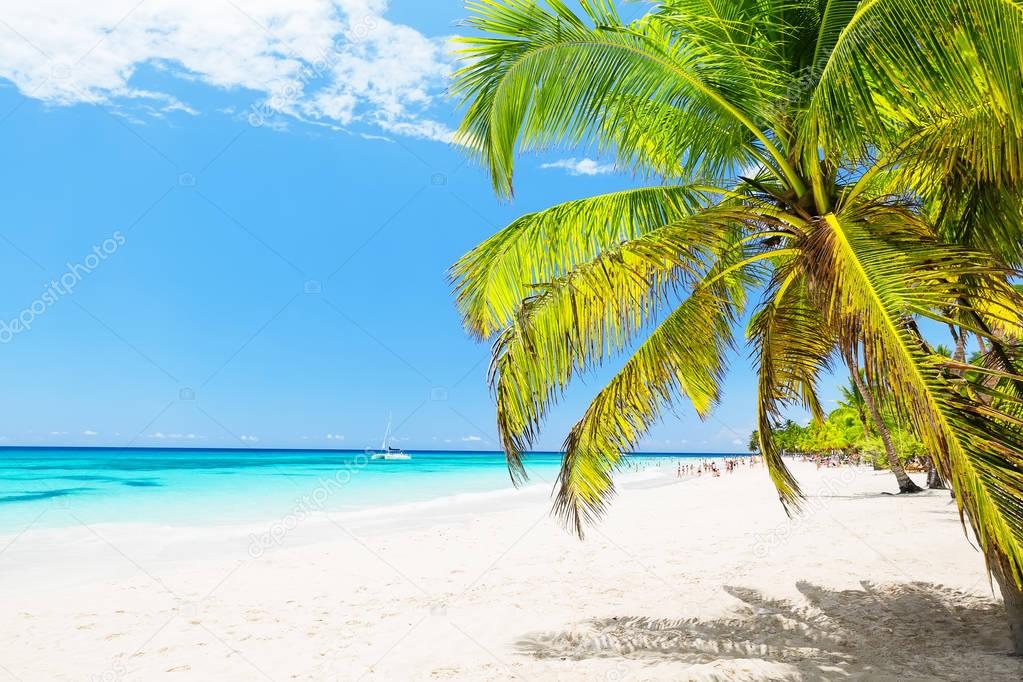 Coconut Palm trees on white sandy beach in Punta Cana, Dominican