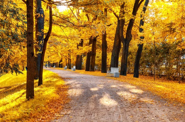 Beautiful autumn forest in park — Stock Photo, Image