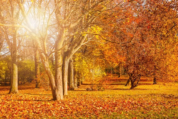 Autumn city park with fallen yellow leaves — Stok Foto