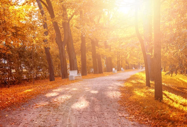 Beautiful autumn forest in park — Stock Photo, Image