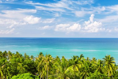 Mavi deniz ve gökyüzü karşı Hindistan cevizi palmiye ağaçları