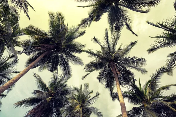 椰子棕榈树全景视图 — 图库照片