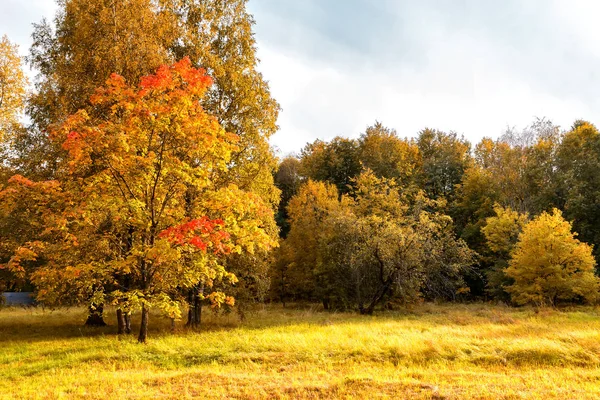 Herfst mooie donkere bos met gevallen gele bladeren — Stockfoto