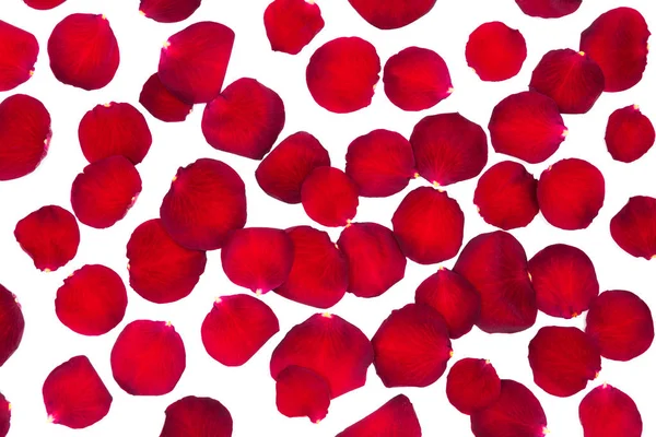 Pétalos de rosa roja —  Fotos de Stock