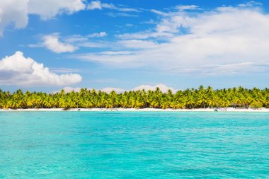 Hindistan cevizi palmiye ağaçlarının beyaz kumlu plaj