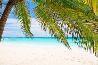 Hindistan cevizi palmiye ağaçlarının beyaz kumlu plaj 