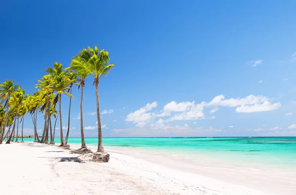하얀 모래 해변에서 코코넛 야 자 나무 — 스톡 사진