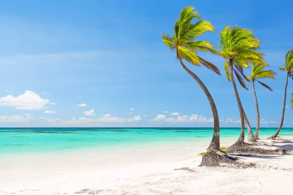 Кокосові пальми на білому піщаному пляжі — стокове фото