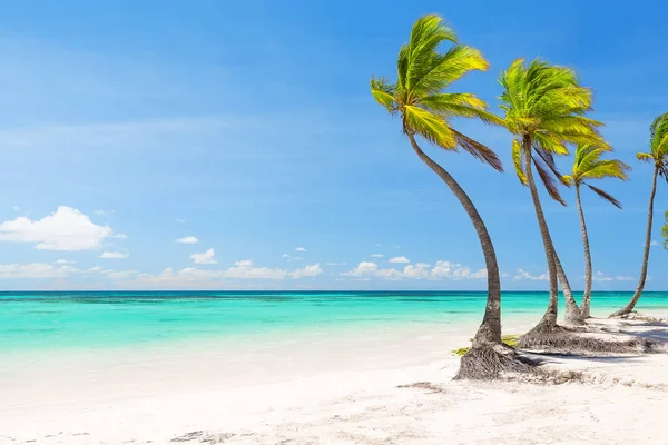 Palme da cocco sulla spiaggia di sabbia bianca — Foto Stock