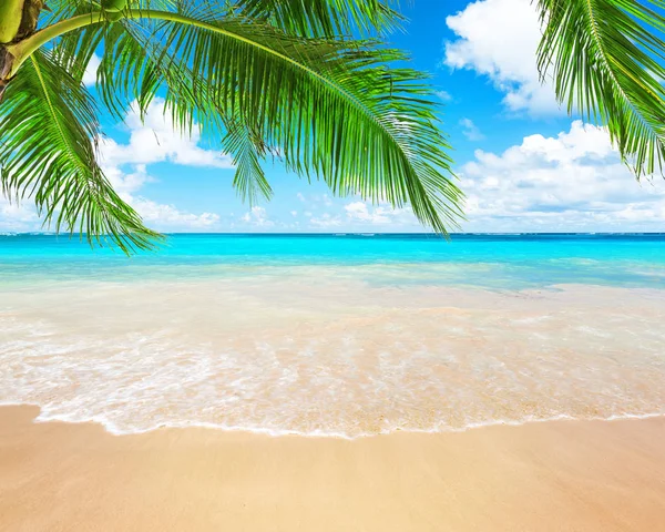 Kokospalmer og blå himmel og hav - Stock-foto