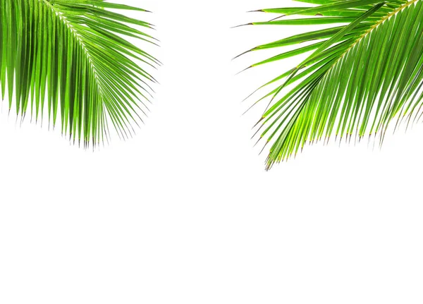 Grönt blad av Kokosfibrer palm tree — Stockfoto