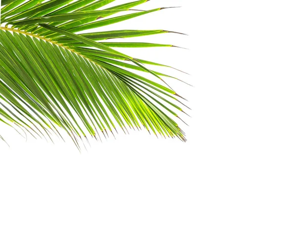 Green leaf of coconut palm tree — Stock Photo, Image