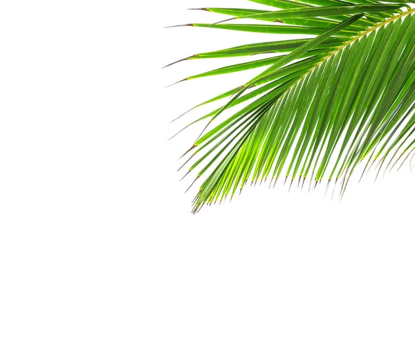 Green leaf of coconut palm tree — Stock Photo, Image