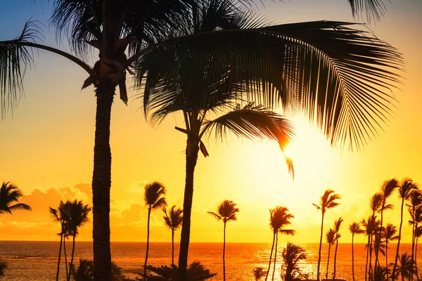 Coconut palm trees against colorful sunset — Stock Photo, Image