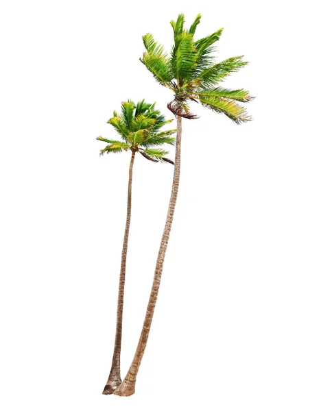 Kokosowe palmy na białym tle — Zdjęcie stockowe