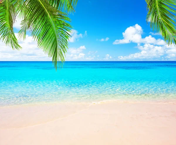 Cocos palmbomen en blauwe hemel en zee — Stockfoto