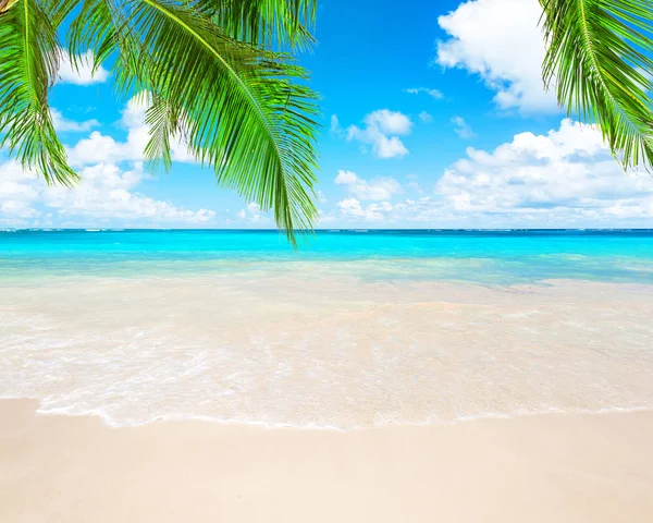 Palmeras de coco y cielo azul y mar —  Fotos de Stock