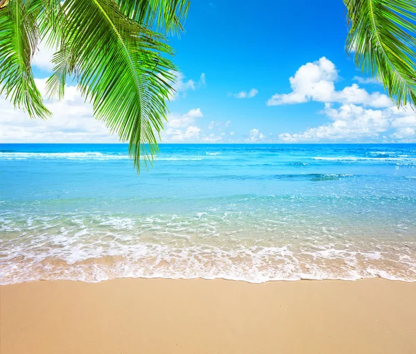 Coconut palm trees and blue sky and sea — Stock Photo, Image