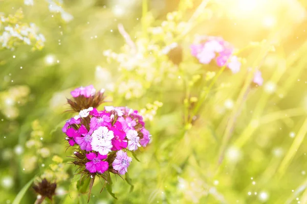 庭にピンクの夏の花. — ストック写真