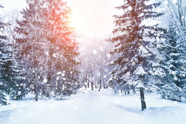 Winter fir tree christmas scene with sunlight. — Stock Photo, Image