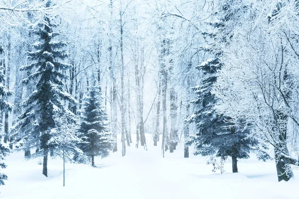 Winter fir tree christmas scene with sunlight. — Stock Photo, Image