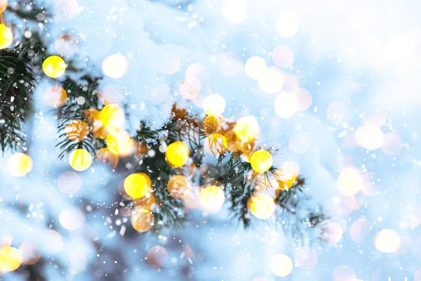 Zima jodła scena Świąteczna ze światłem słonecznym. — Zdjęcie stockowe