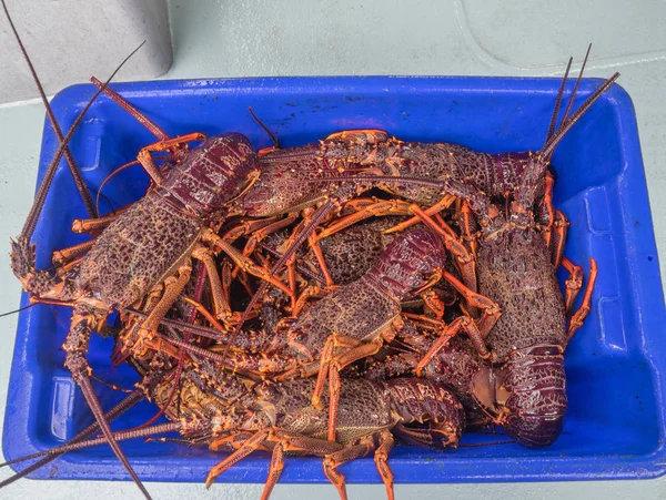 Fisherman Bin Full Just Caught Lobsters — Stock Photo, Image