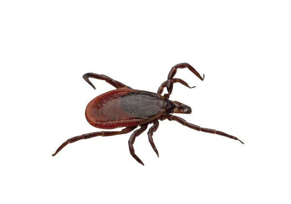 Tick, isolated on white with clipping path — Stock Photo, Image