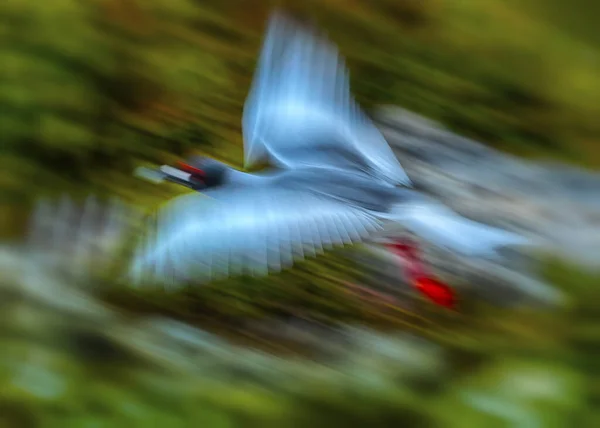 Червононононогий Галапагоський Птах — стокове фото