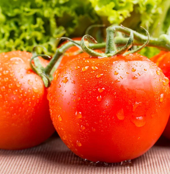 Šťavnaté červené révy rajčata s čerstvým zeleným salátem — Stock fotografie