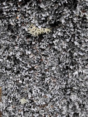 Wood texture of cutted tree planks covered by moss.