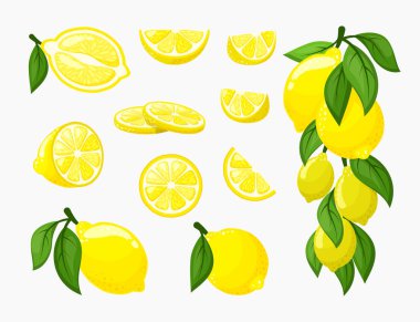 Limon seti. Sarı narenciye taze sulu, yapraklı bir demet olgun limon, organik vitamin, bütün ve kesilmiş. Düz biçimli vektör grafikleri, clipart.