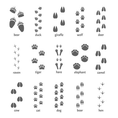 Foot track set. The chain of paws of an animal, bear, elephant, tiger, giraffe, cow, camel, cat, dog, wild boar, hen, duck, raven, hare, wide and narrow silhouette footprints. Vector graphics. clipart