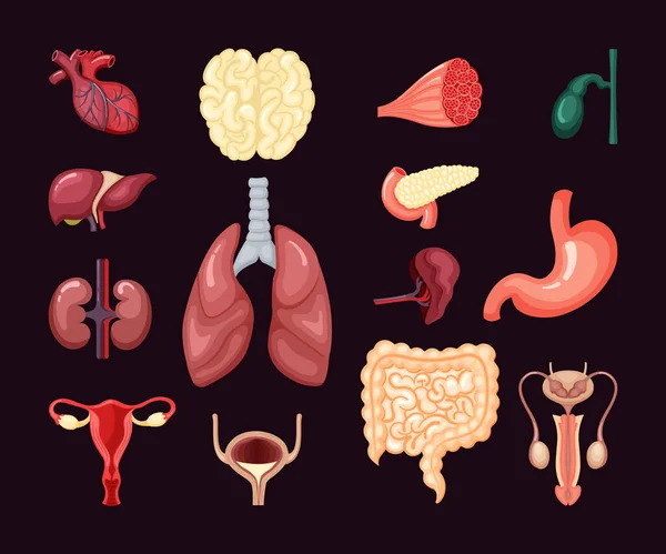 Lidská anatomie orgánů nastavena. Systém vnitřní orgán srdce žaludek plíce ledviny děloha močový měchýř střeva štítné žlázy sleziny svaly varlata mozek, játra. Anatomický barevný rovinný vektor. — Stockový vektor