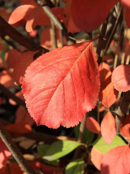 Φθινόπωρο χρώματα. Κόκκινο φύλλο της chokeberry — Φωτογραφία Αρχείου