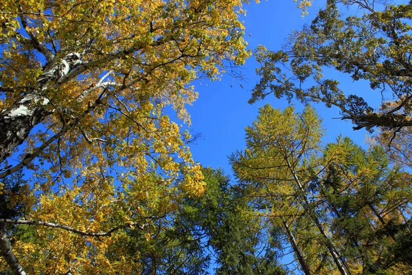 Otoño. Abedul de oro y tapas de alerce contra el cielo azul —  Fotos de Stock