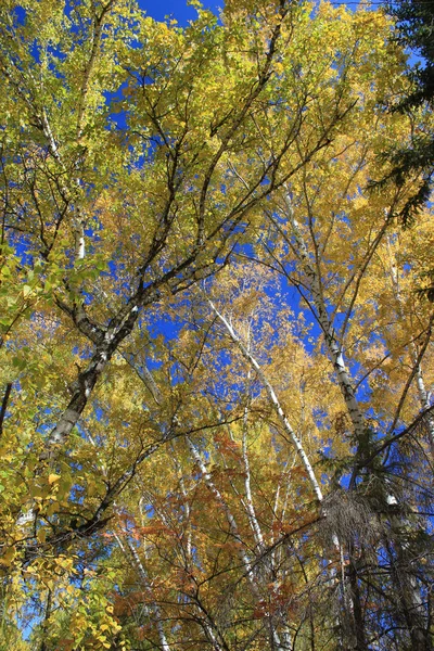 Autumn. Gold birch tops against blue sky — Stock Photo, Image