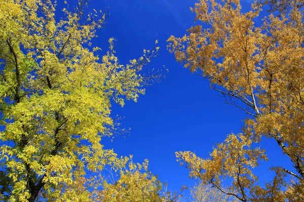 Herfst. Gouden berk en maple toppen tegen blauwe hemel — Stockfoto