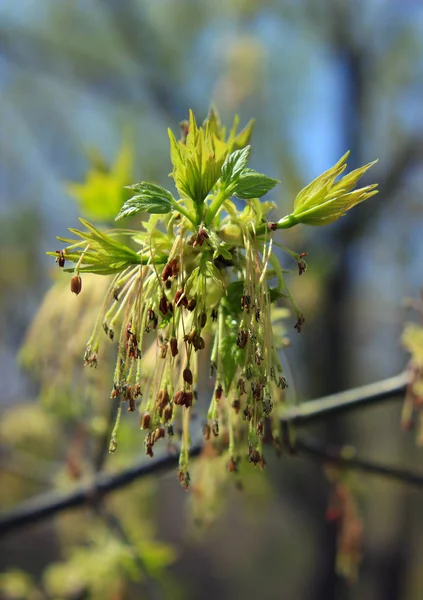 Primavera. Flor de arce — Foto de Stock