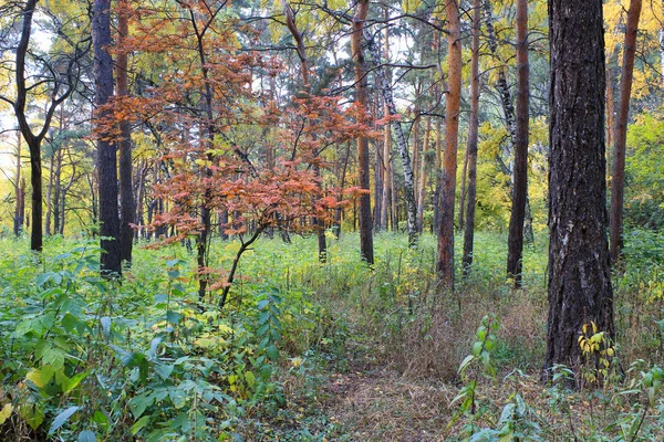 針広混交林の秋の風景- — ストック写真