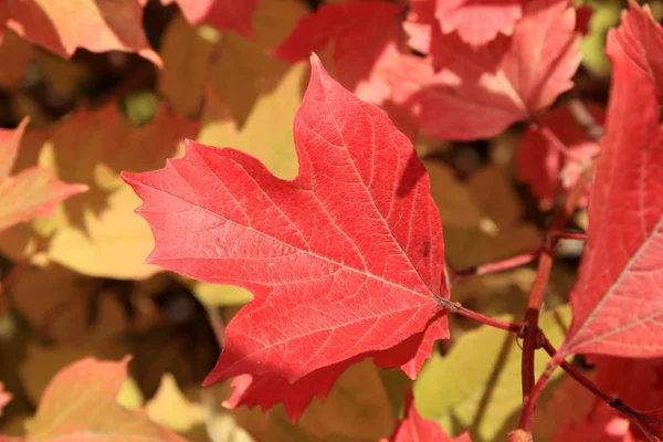 Autumn colors. Red leaf of viburnum — Stock Photo, Image